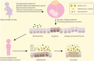Maternal high-fat diet increases the susceptibility of offspring to colorectal cancer via the activation of intestinal inflammation